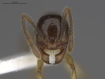 Media type: image;   Entomology 595355 Aspect: head